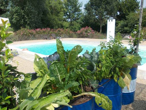 Herbs in blue barrels beside the pool, flowers and loungers in the background