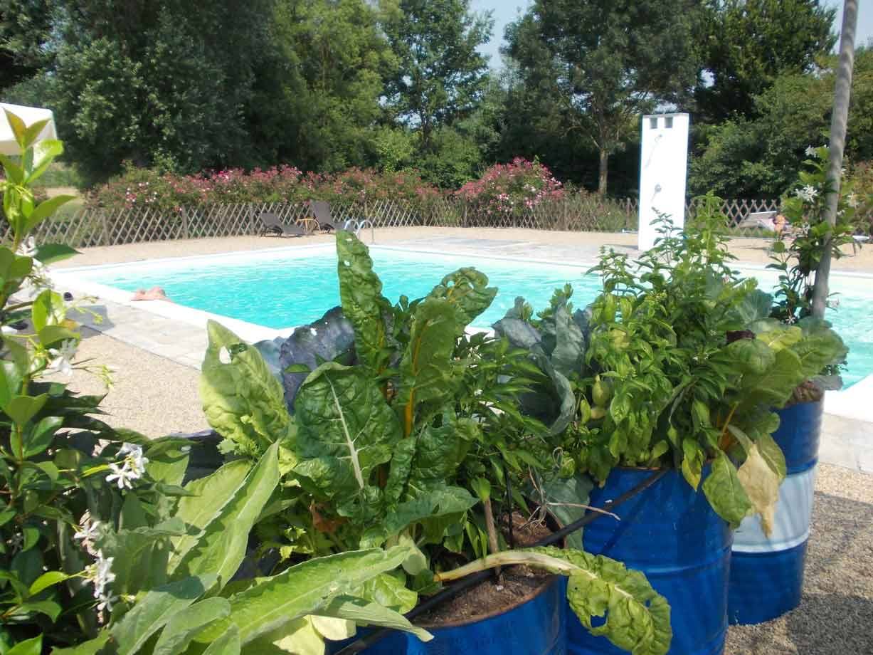 Erbe aromatiche in barili blu accanto alla piscina, fiori e sdraio sullo sfondo