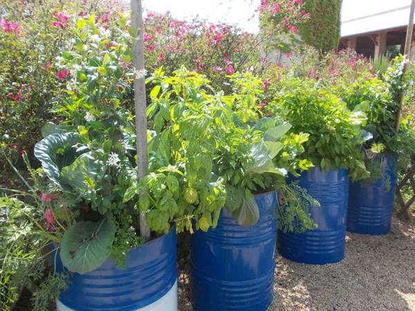 Vegetable garden in old blue barrels, basil and chard in sunlight