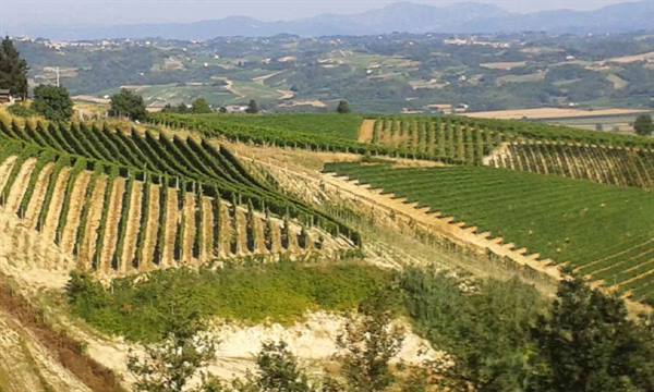 Rows of vineyards on hills, sandy soil and cultivated fields in daylight