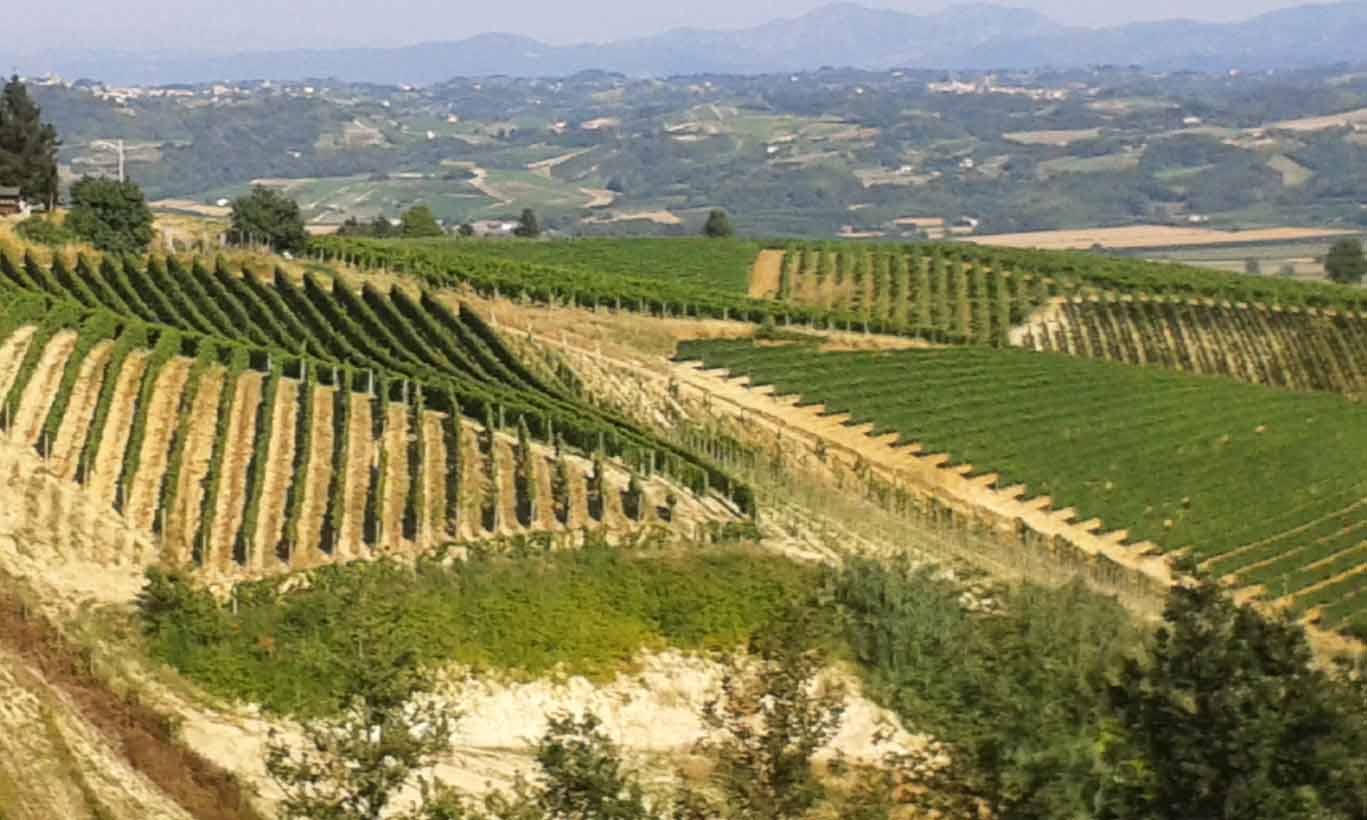 Vigneti a filari sulle colline, terreni sabbiosi e campi coltivati sotto la luce del giorno