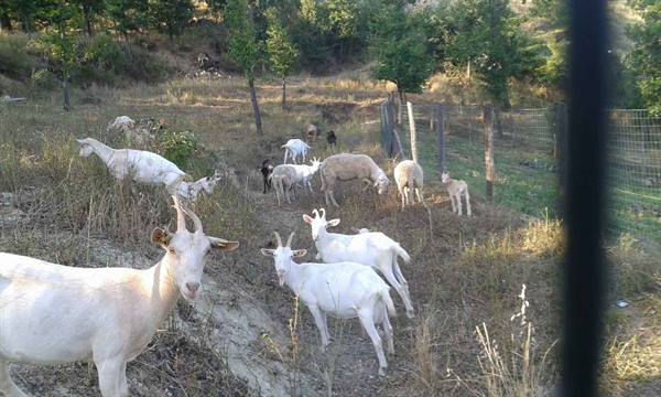 White goats grazing on a grassy slope among trees and a fence