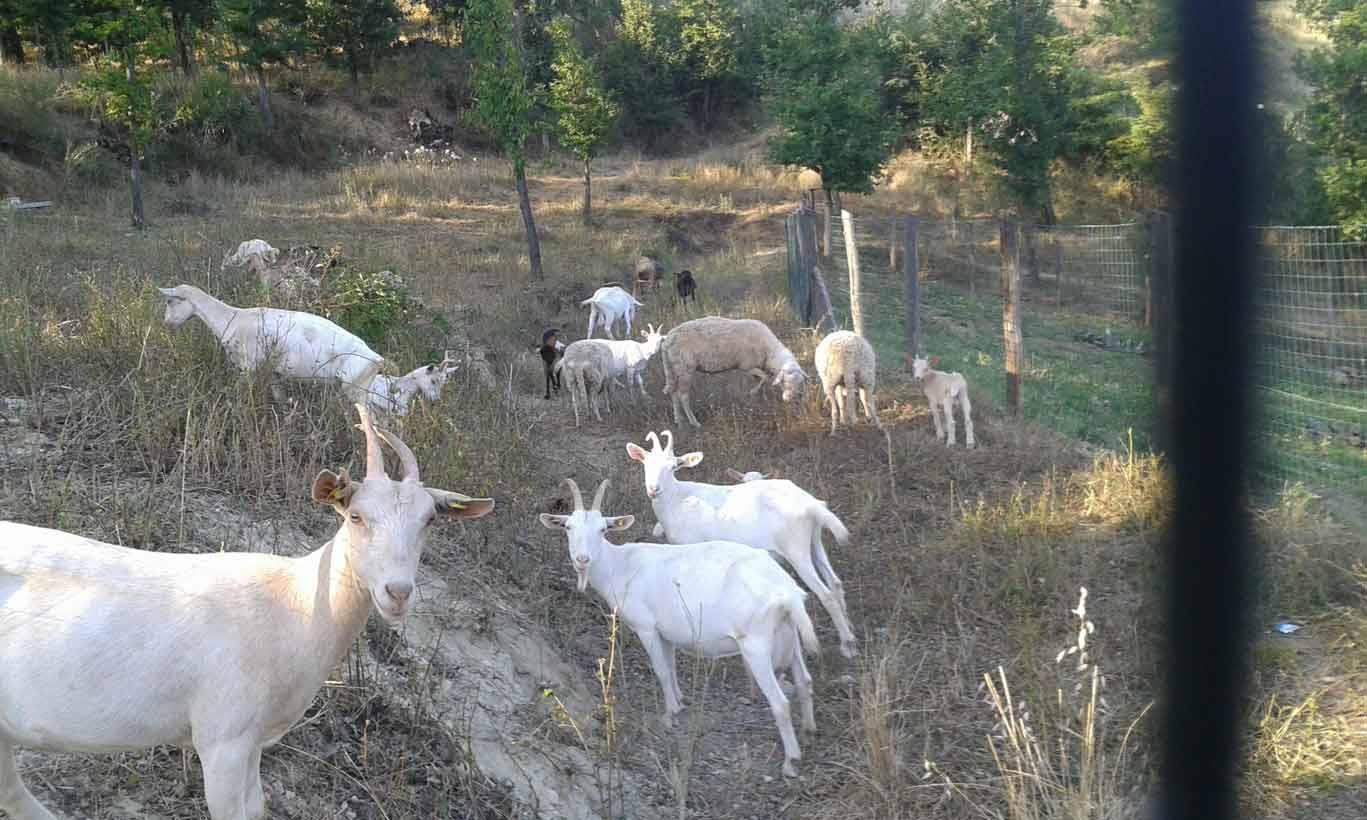 Capre bianche al pascolo su un pendio erboso con alberi e recinzione