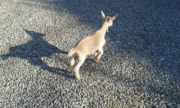 Light tan goat kid stretching on gravel, long shadow from side sunlight