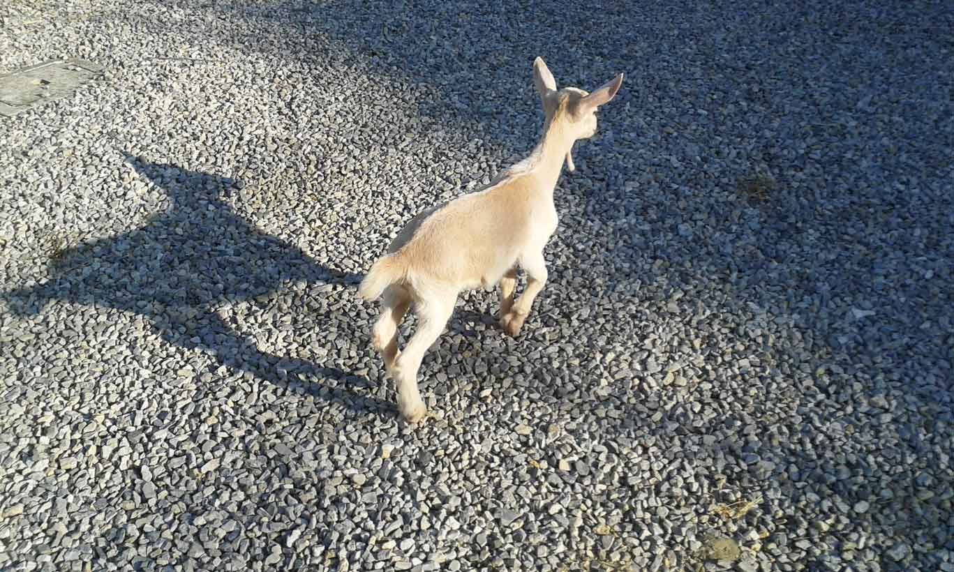 Capretto chiara in estensione sul ghiaione, ombra lunga della luce laterale