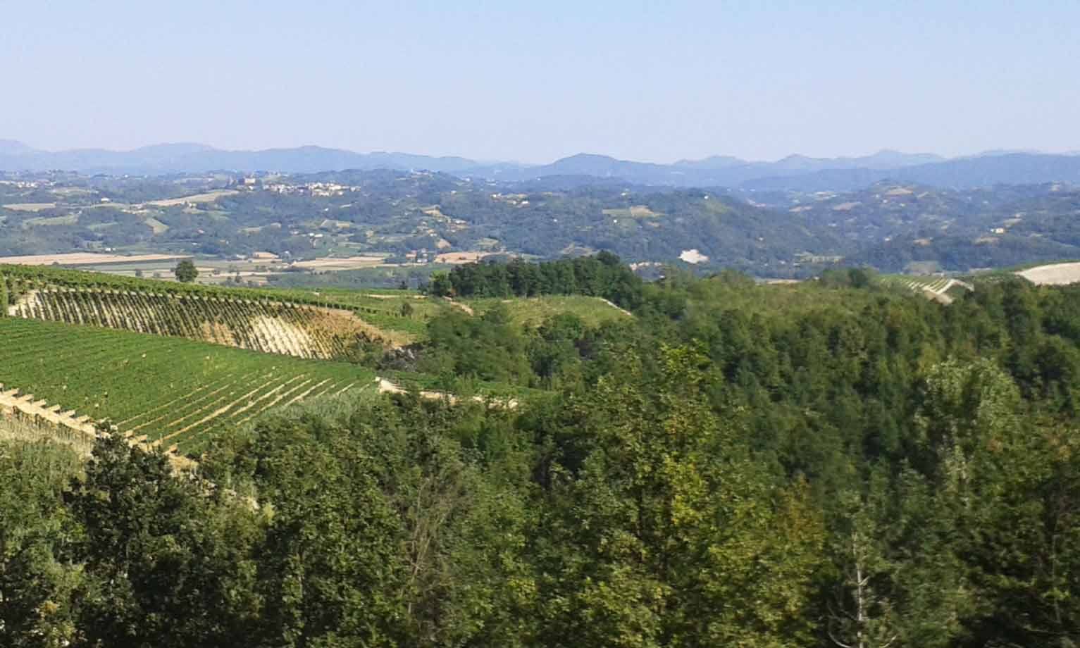 Vigneti a file sui colli verdi, boschi e montagne azzurre sotto cielo sereno