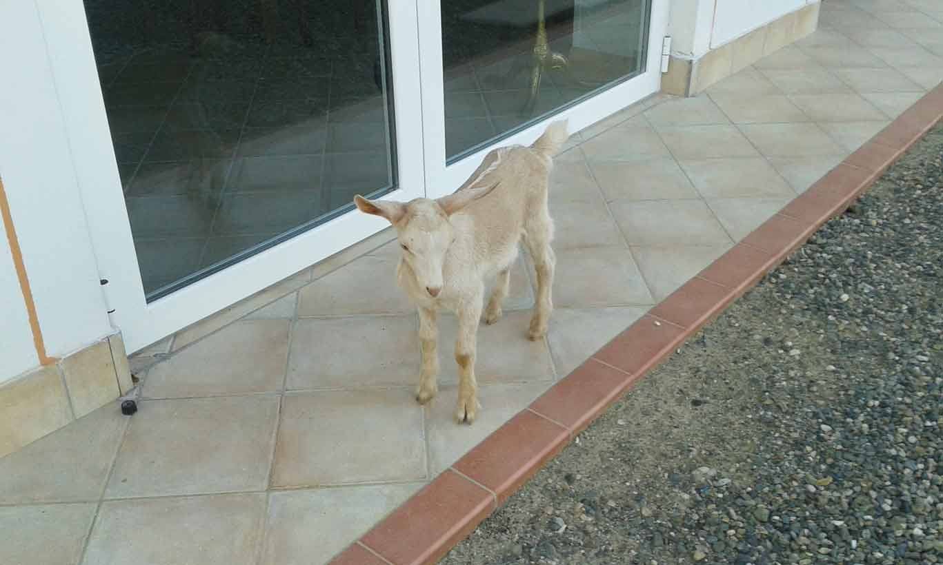 Capretto chiaro in piedi sulla piastrellata davanti a una porta finestra