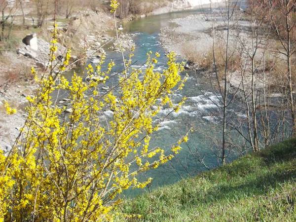 Yellow forsythia branches in bloom above a gravelly river