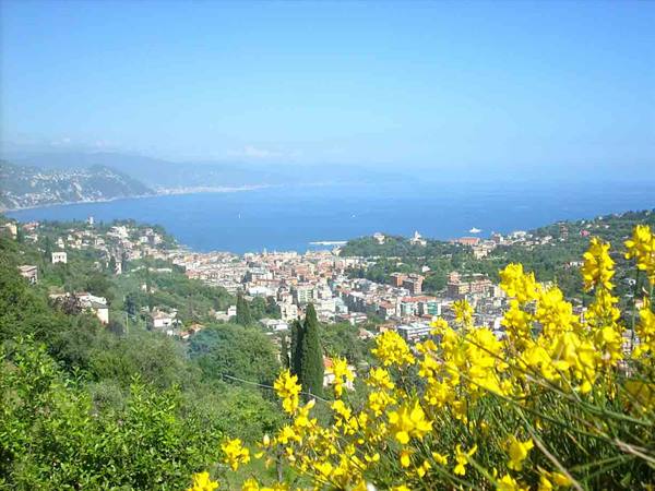 Rapallo seen from hills among yellow broom flowers and blue sea