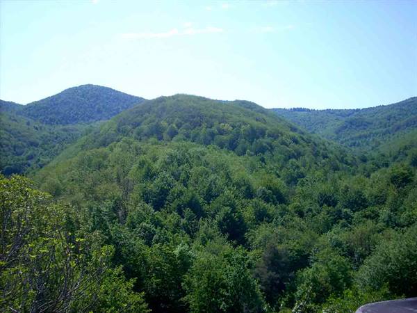 Hills covered in dense green forest under a blue sky
