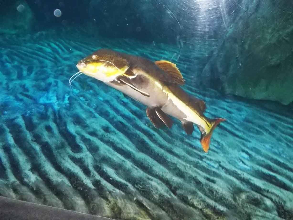 Pesce gatto dal ventre giallo nuota in vasca d'acquario, fondale sabbioso