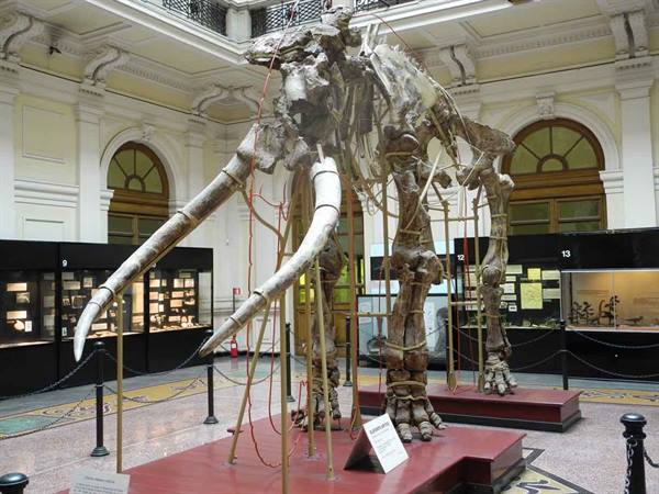 Mammoth skeleton with long tusks inside a natural history museum