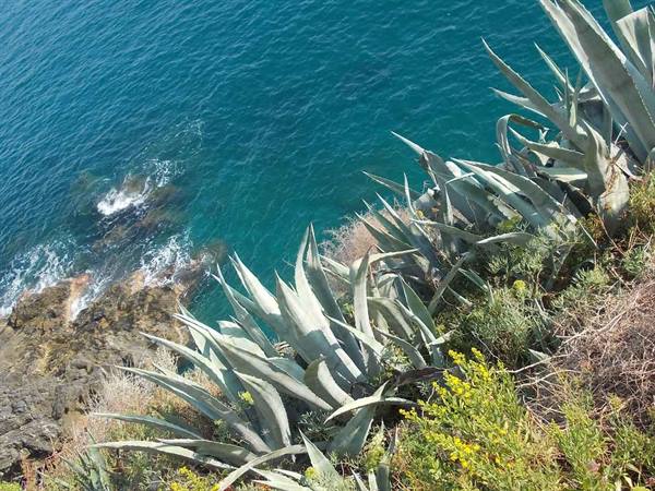 Grey agave plants on steep cliffside above turquoise water foaming over rocks