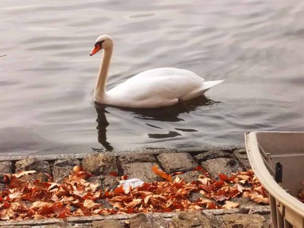 White swan swimming beside a stone shore covered with orange autumn leaves