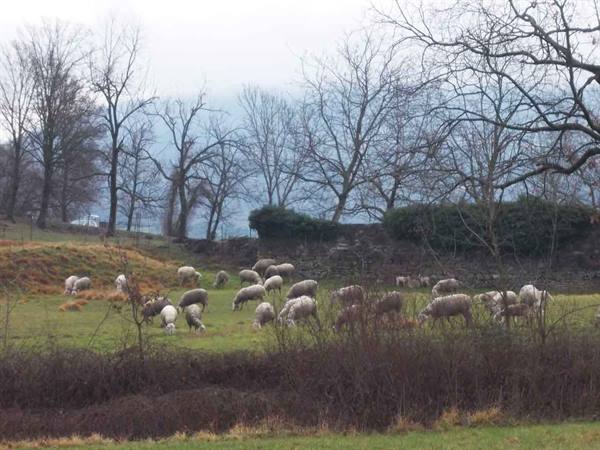Flock of sheep grazing among bare trees in winter fog