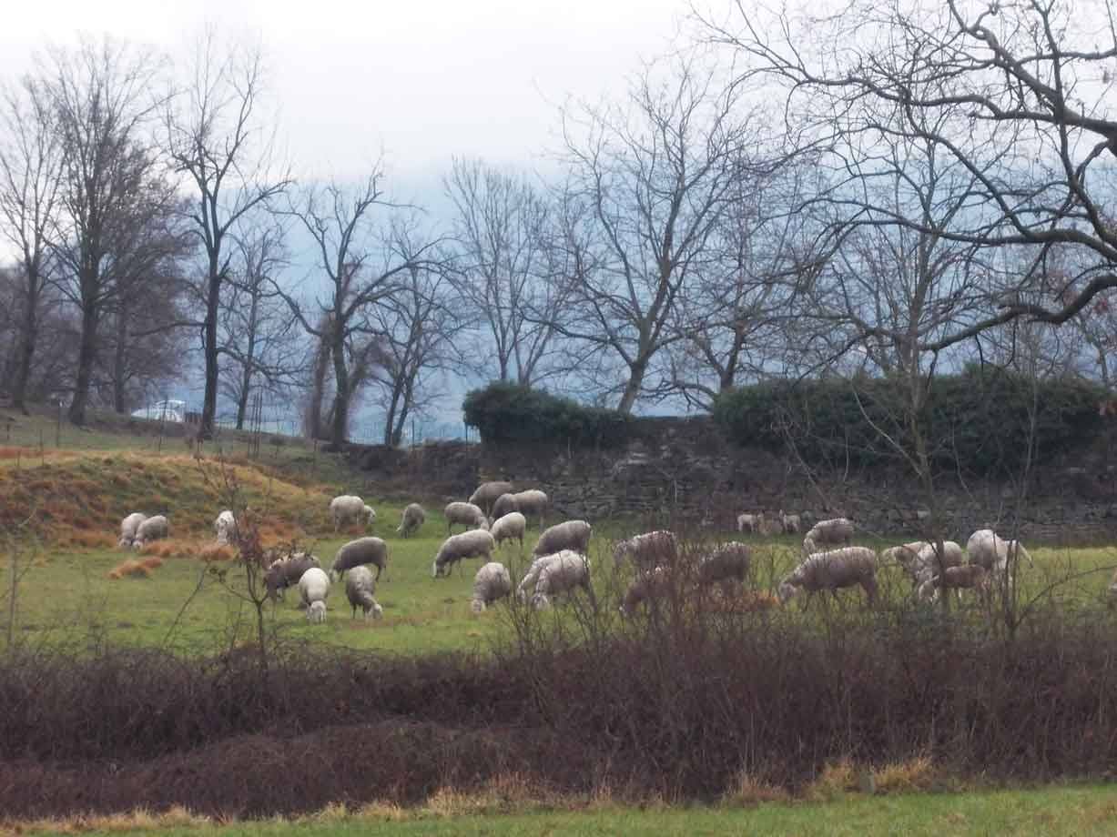 Gregge di pecore al pascolo tra alberi spogli e nebbia invernale