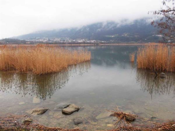golden reeds by still lake water under low mist