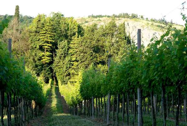 Rows of green grapevines on wooden posts, woods and rocky hill behind