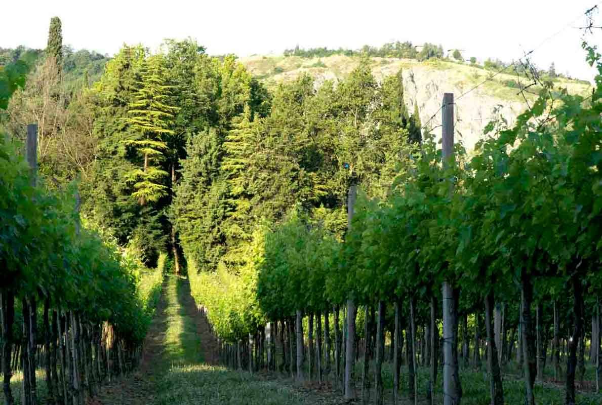 Filari di viti verdi tra pali di legno, bosco e collina rocciosa dietro