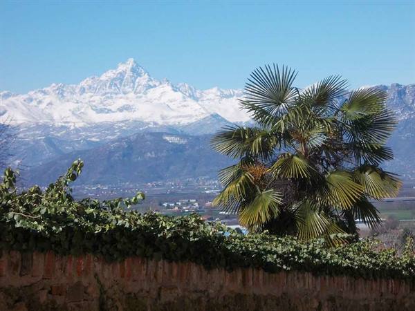 Palm on brick wall in front of snow-capped Monviso, blue sky