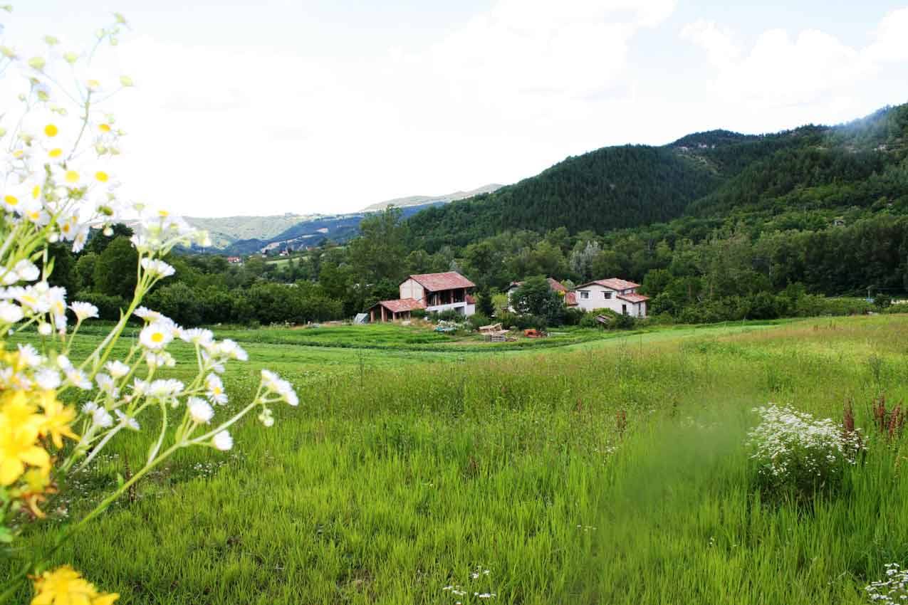 Margherite e fiori gialli su prato verde, case rurali tra colline boschive