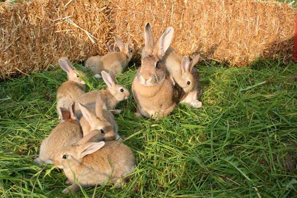Brown bunnies on green grass in front of golden hay bales
