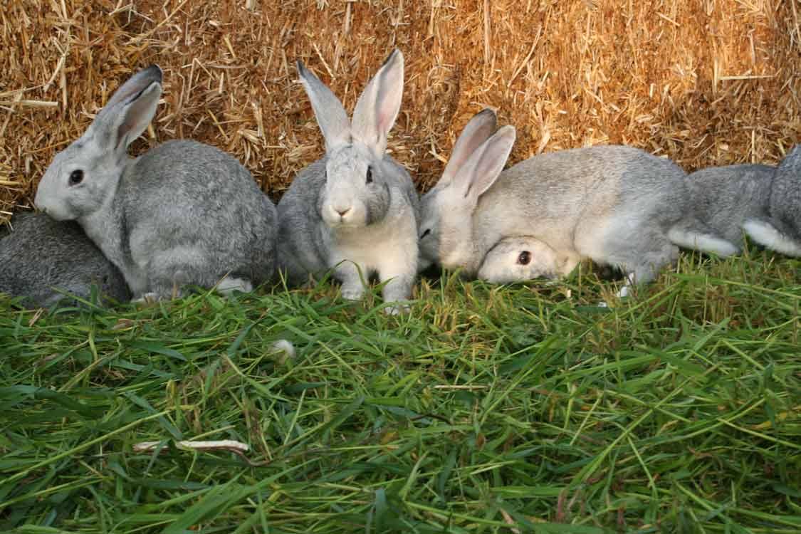 Conigli grigi distesi sull'erba verde davanti a balle di fieno dorato