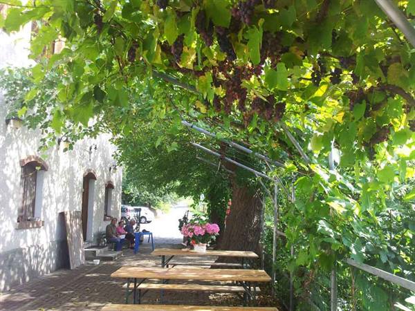 Grape clusters on wooden pergola above tables, people sitting beside the house