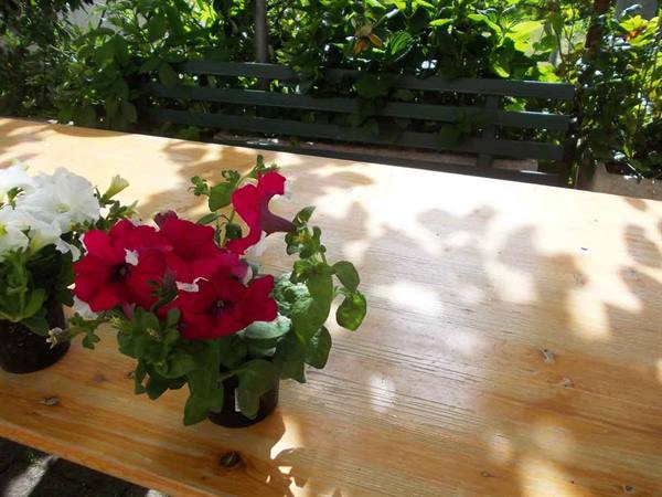 Pots of red and white petunias on wooden table, green garden bench behind
