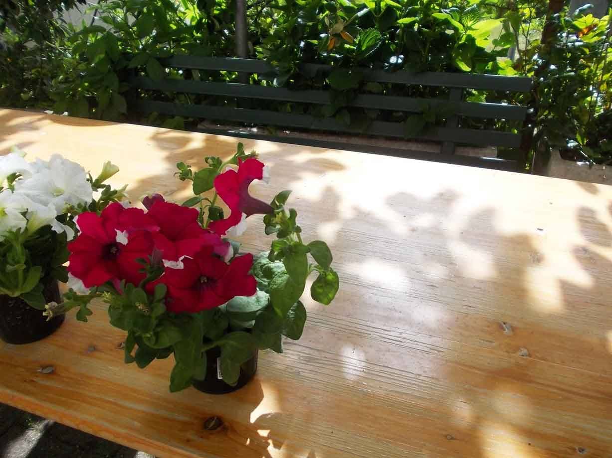 Vasi di petunie rosse e bianche su tavolo di legno, panchina verde in giardino
