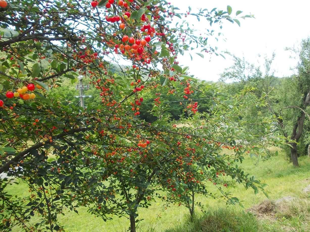 Rami di ciliegio carichi di frutti rossi e arancioni in campagna