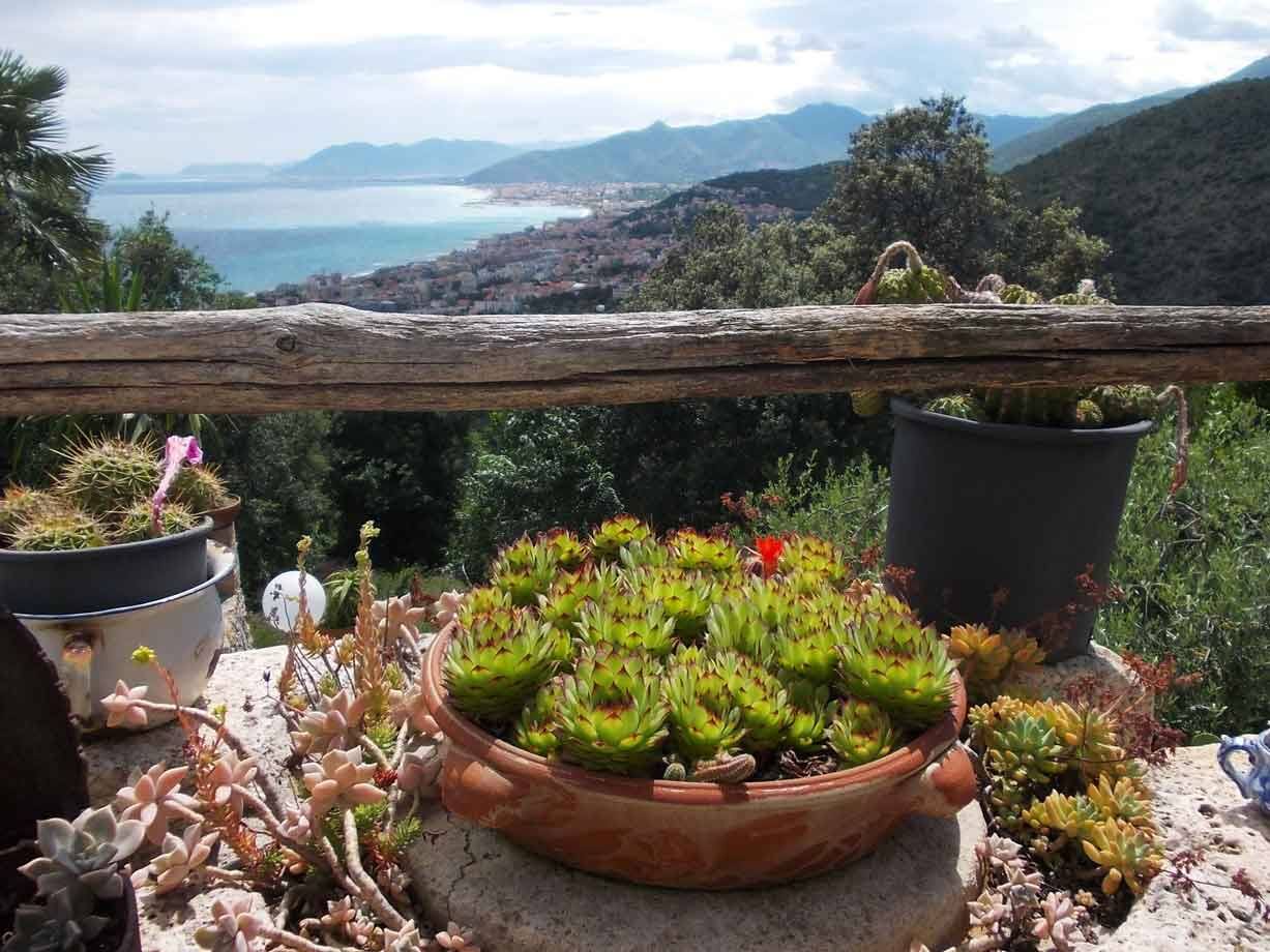 Vaso di piante grasse su terrazza in legno sopra la costa ligure
