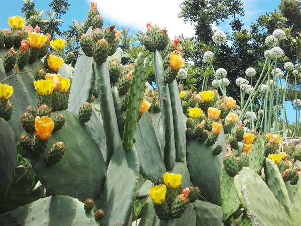 Prickly pears with yellow flowers among white agapanthus, trees and blue sky