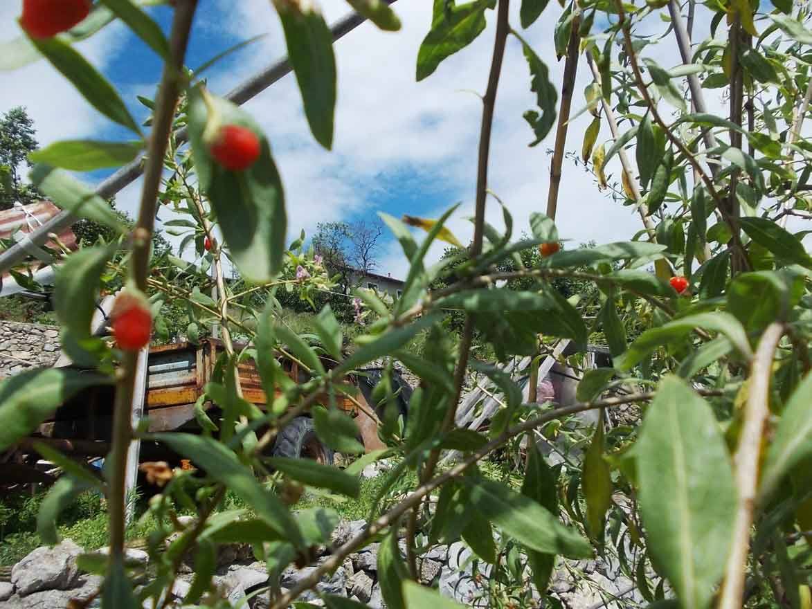Bacche rosse su rami verdi, muretto di pietra e vecchio carro