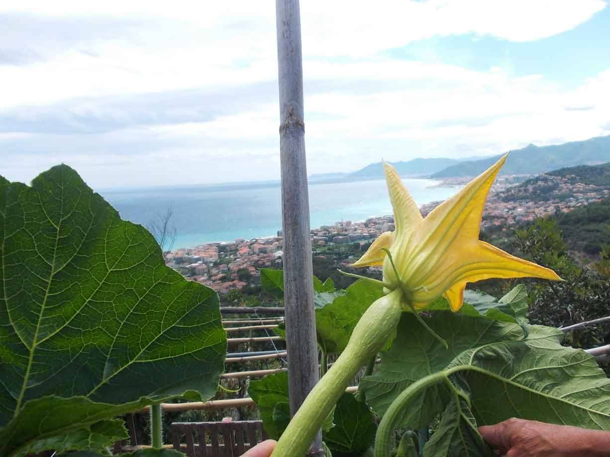 Fiore di zucchina giallo tra le foglie, dietro la costa ligure