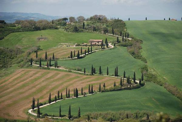 Winding road lined with cypresses across green farmland, farmhouse in Tuscany