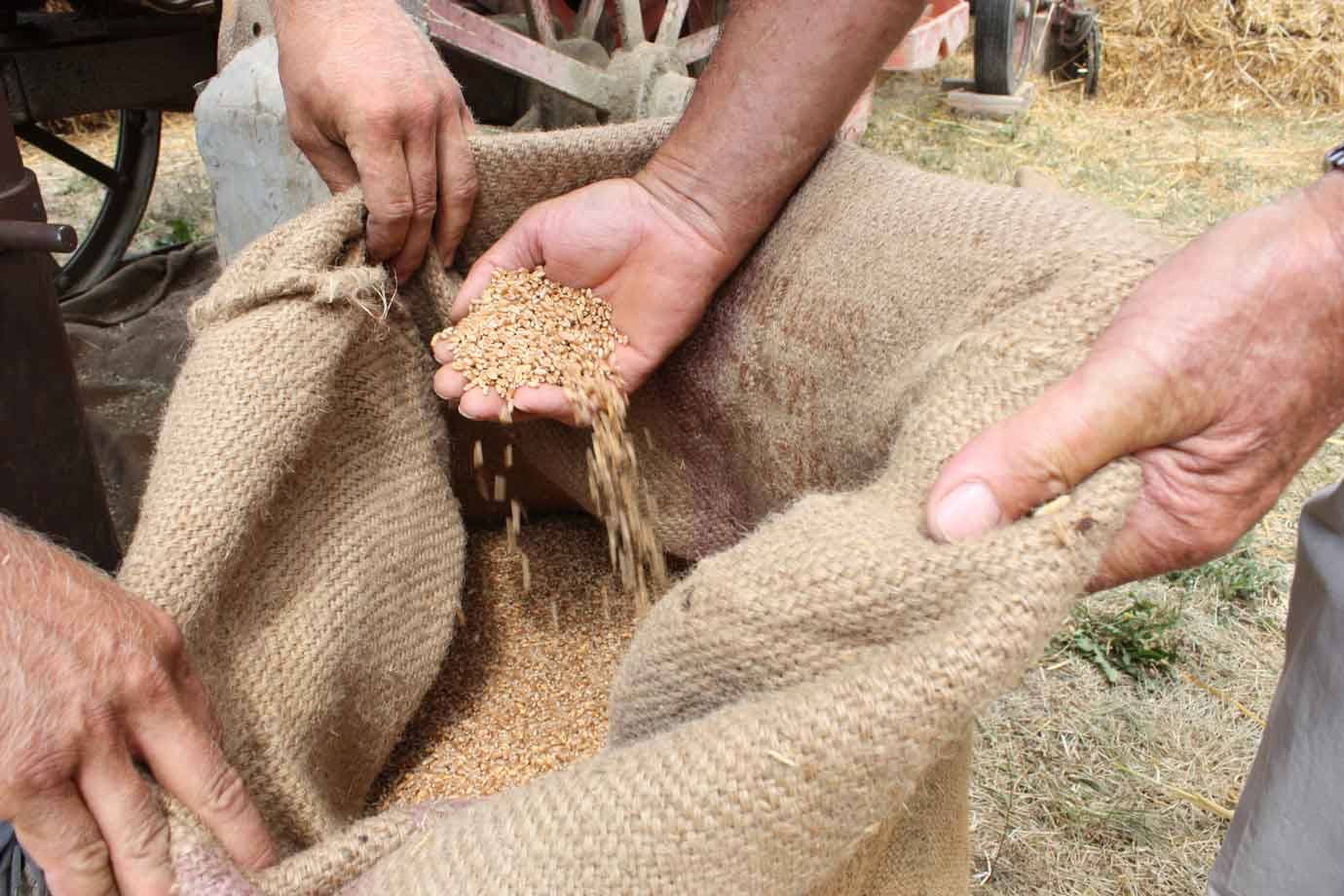 Mani versano grano in un sacco di juta all'aperto