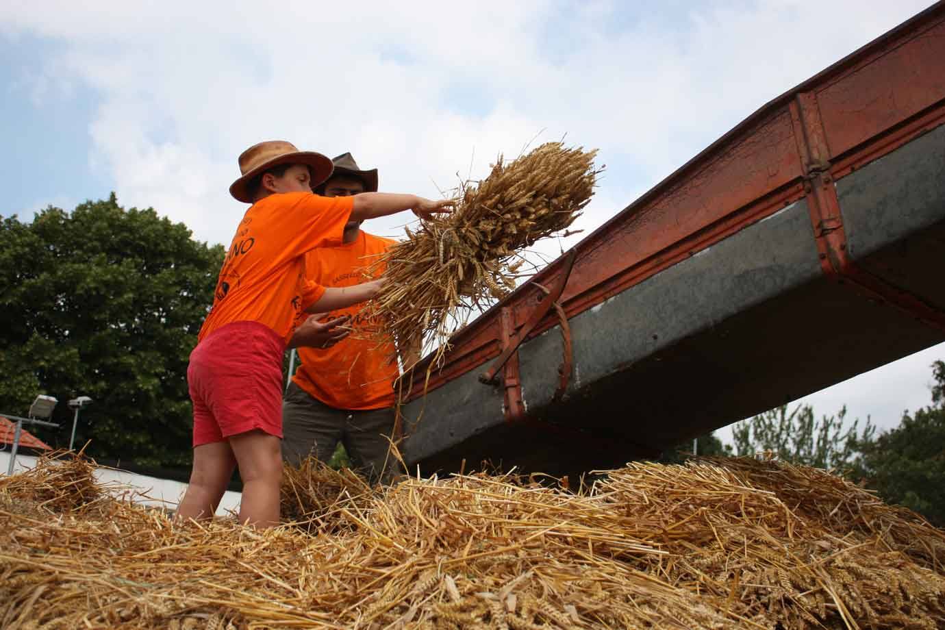 Bambina con cappello di paglia e uomo in arancione lanciano covoni di grano su un rimorchio
