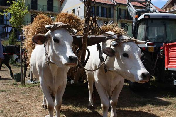 Pair of white oxen with wooden yoke carrying hay in a village