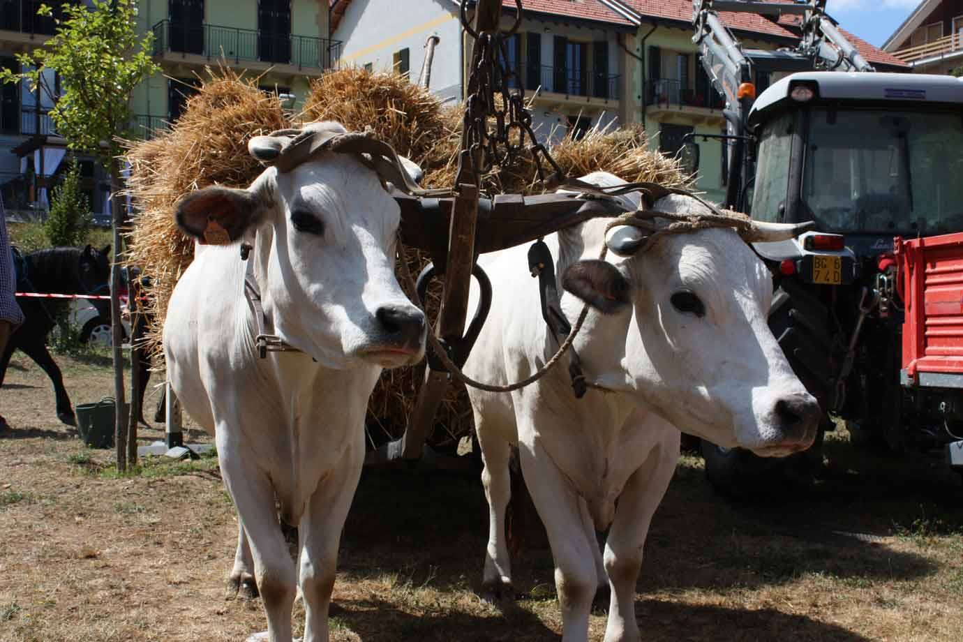 Coppia di buoi bianchi con giogo di legno e carico di fieno in paese