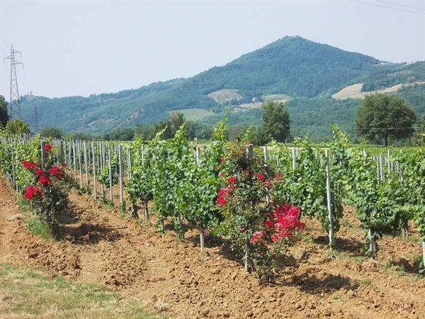 Vineyard rows with red rose bushes, green hills in the background