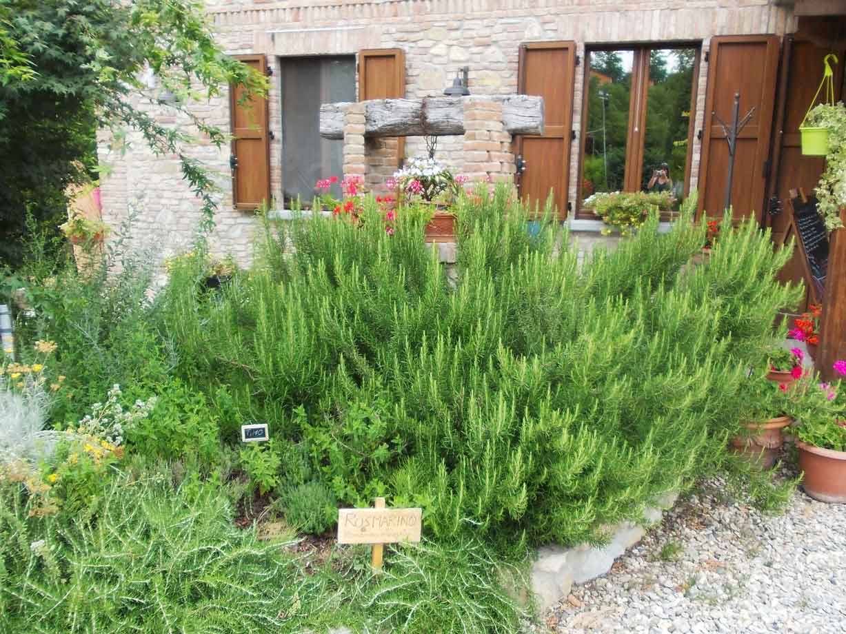 Cespuglio di rosmarino in giardino davanti a casa in mattoni con persiane in legno