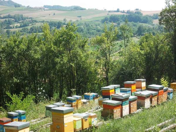 Colorful wooden beehives on a green meadow among trees and cultivated hills