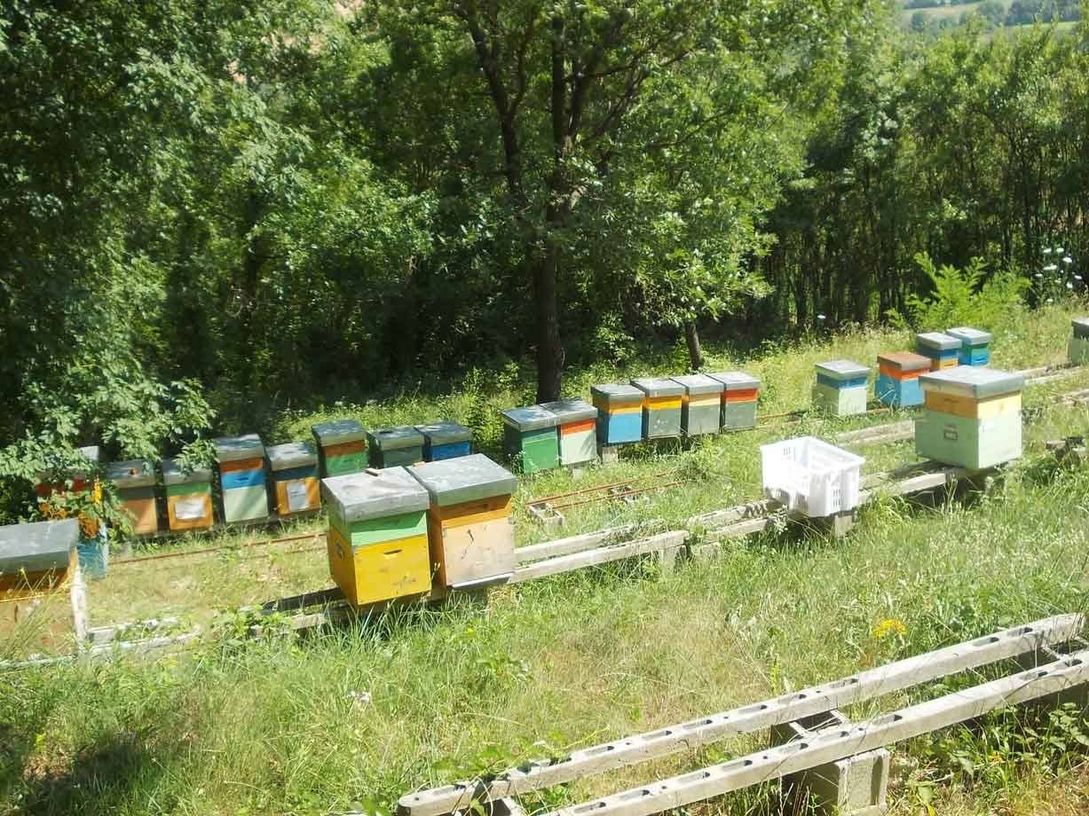 Arnie colorate in legno allineate su rastrelliere in erba, bosco verde soleggiato