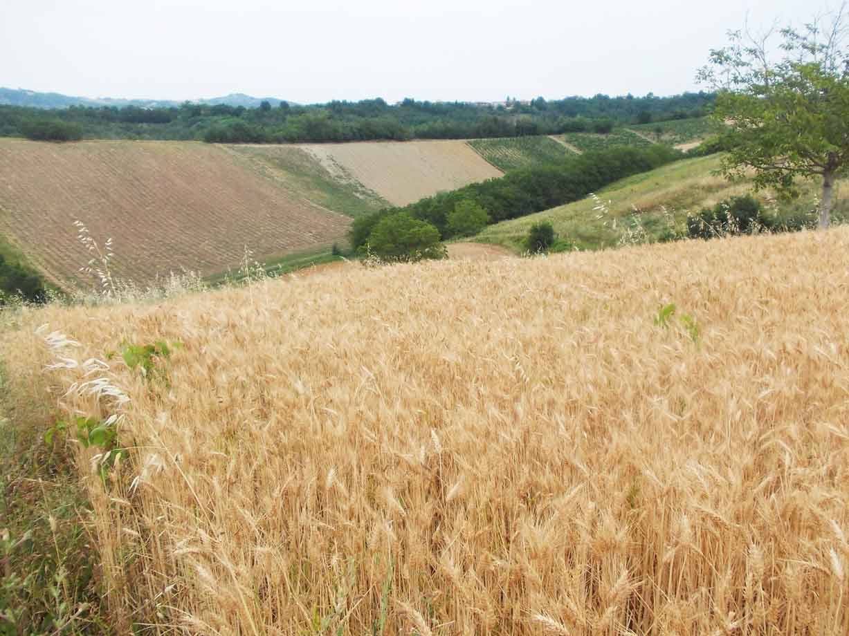 Campo di grano dorato su colline coltivate, alberi verde scuro sotto cielo coperto