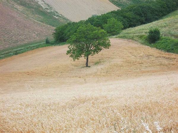 Lone tree among ripe wheat, cultivated hills in the background