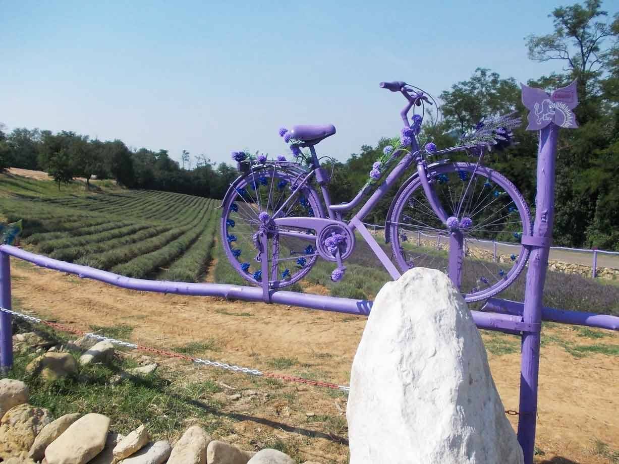 Bicicletta viola decorata con fiori appoggiata a una recinzione di legno davanti ai campi di lavanda