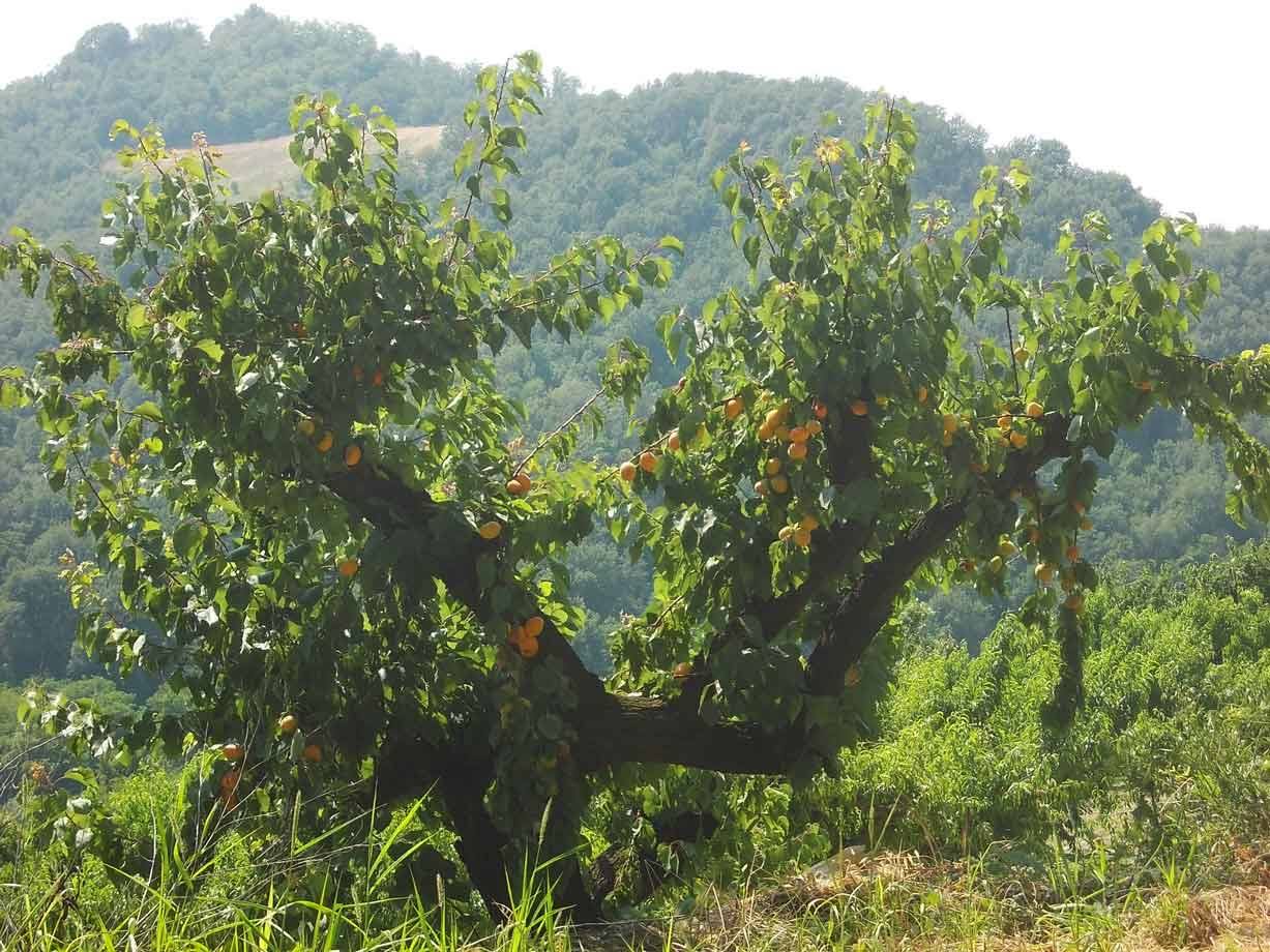 Albicocco carico di frutti arancioni tra colline boschive, luce solare