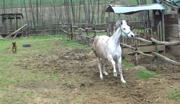White horse trotting in muddy paddock, dog and wooden shelters in background