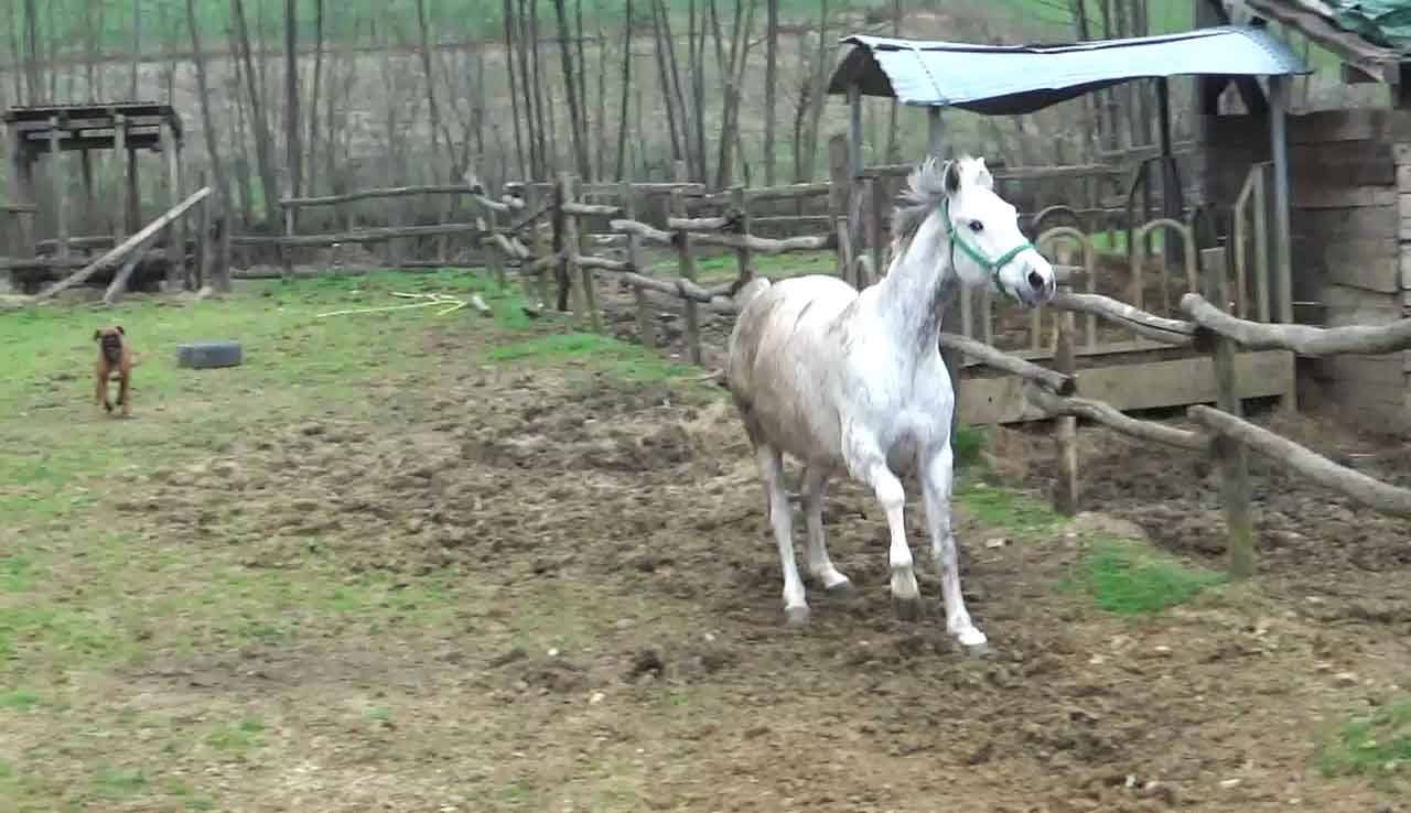 Cavallo bianco al trotto nel recinto fangoso, cane e capanni in legno sullo sfondo